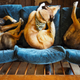 Image for article titled Where the Dogs Are: A Dogsledding Photo Diary